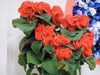 IMG_0737 IMG_0737