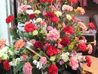 IMG_0523 IMG_0523